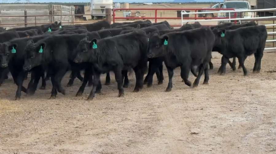 FANCY F1 breeding heifers, 590 LBS, BANGS VACCINATED, READY TO SHIP!-BS1120G5